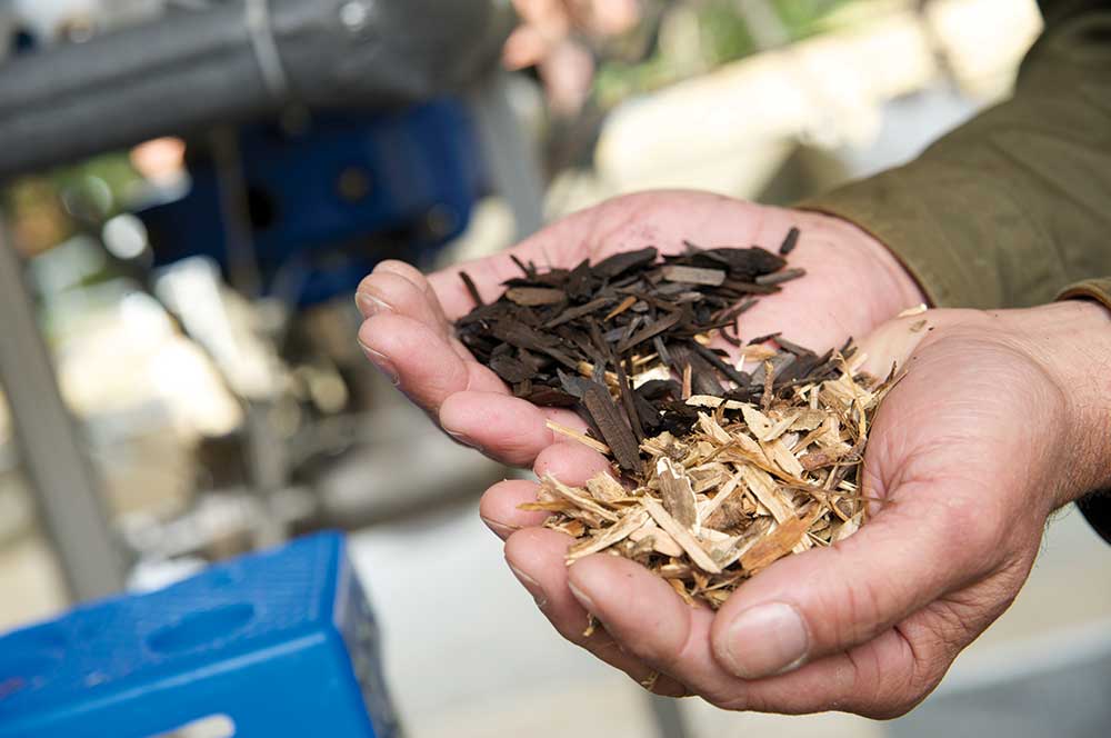 Cupped hands hold unprocessed and torrefied wood chips in comparison.