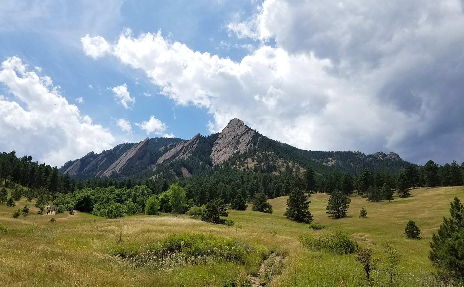 A meadow leads to evergreens, peaked mountains, and white clouds in a blue sky