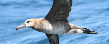 A closeup of an albatross flying above the ocean