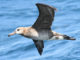 A closeup of an albatross flying above the ocean