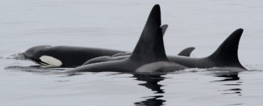 Orcas swim in grey water