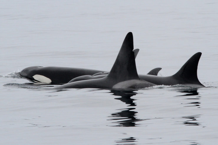 Orcas swim in grey water