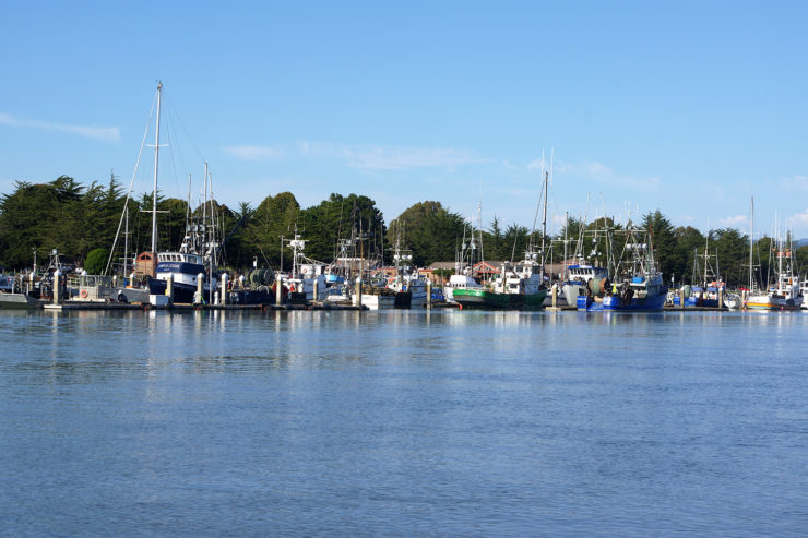 Boats moored in a marina