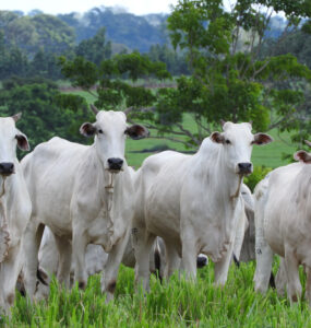 White cows stand in a field with a forest in the distance