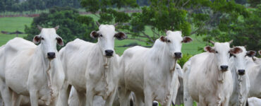 White cows stand in a field with a forest in the distance