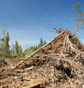 A pile of slash in the forest
