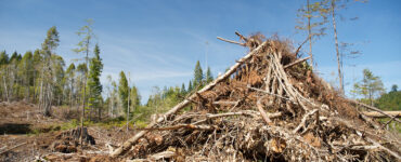 A pile of slash in the forest