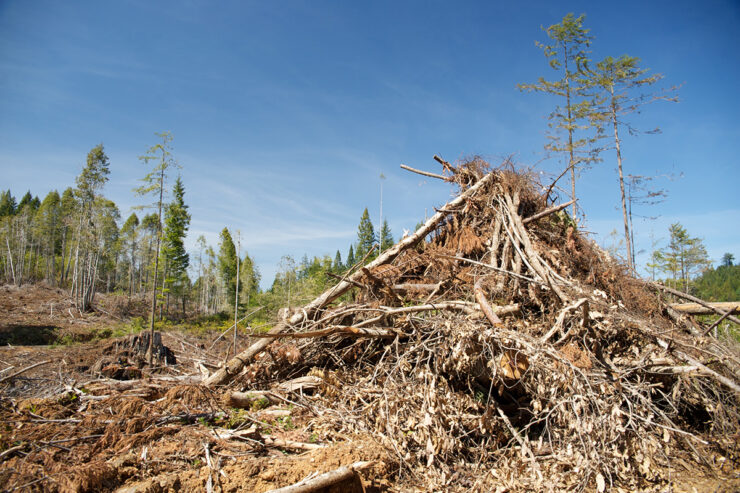 A pile of slash in the forest