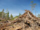 A pile of slash in the forest